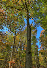 Obraz premium Herbstwald in der Rhön
