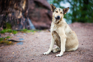 big dog on the ground, blurred background