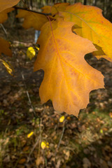 złote liście dębu w lesie