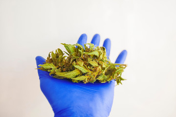 marijuana flower blooming medical cannabis plant