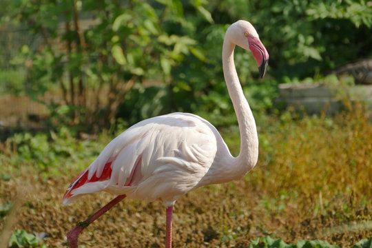 Single flamingo standing in swamp (Phoenicopterus)
