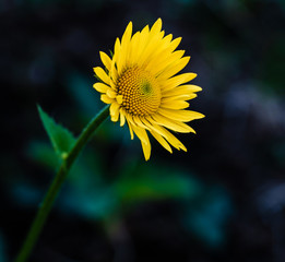 Obraz premium beautiful yellow flower