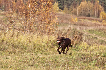 Dog breed chocolate brown labrador  running on the field in autumn. Coursing