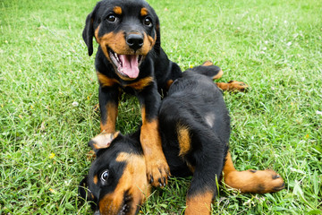 Two funny puppies playing outdoors. Small rottweilers walking in the garden and posing on the camera