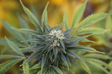 Naklejka na ściany i meble blooming autumn plant medical marijuana cannabis hemp