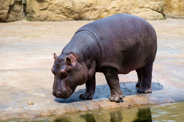 Young Hippopotamus (Hippopotamus amphibius) in the Zoo