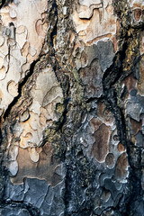 Old tree bark in a detailed view with sun shining on the wood, autumn evening