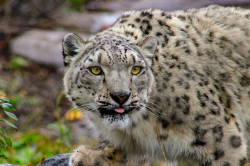Portrait of a snow leopard, Uncia uncia. beautiful portrait showing the majestic animal.