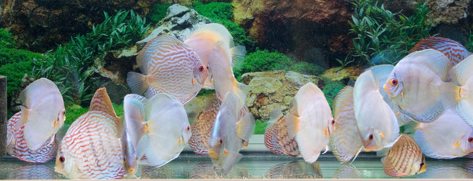 symphysodon diskus fishes