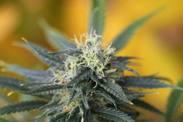 Naklejka na ściany i meble blooming autumn plant medical marijuana cannabis hemp