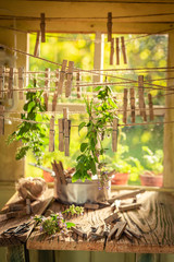 Herbal dryer with mint leaves hanging on lines with claps
