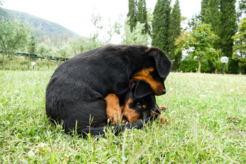 Cute rottweiler puppies playing in the garden in a sunny summer day