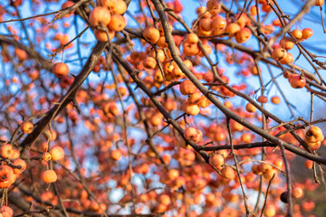 apples on a tree without leaves in late autumn