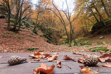 Deciduous forest in Greece Pieria, near the mountain village Ano Milia