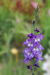 The dark blue flower of gladiolus sways in the wind and the sun rejoices. beautiful gladiolus flower isolated on green background