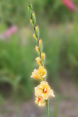 Fototapeta premium The yellow flower of gladiolus sways in the wind and rejoices in the sun. beautiful gladiolus flower isolated on green background