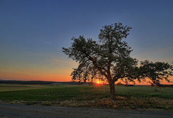 Fototapeta na wymiar Sonnenuntergang unter dem Birnbaum