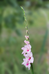  A pink gladiolus flower is in the flowerbed of a botanical garden. beautiful gladiolus flower on an isolated green background