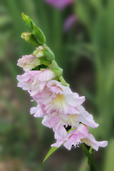  A flower of white-pink gladiolus is in the flowerbed of a botanical garden. beautiful gladiolus flower on an isolated green background.