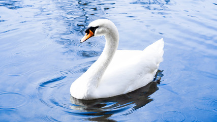 Fototapeta premium White swan in the water.