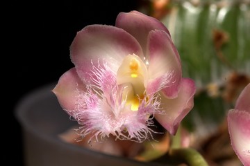 orchid catasetinae