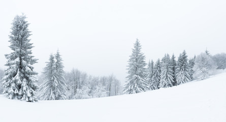Bush and trees covered by ice in snowy foggy day