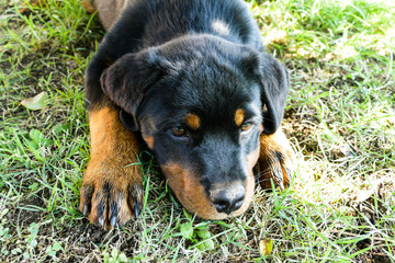 Cute rottweiler puppy portrait outdoors on the background of nature