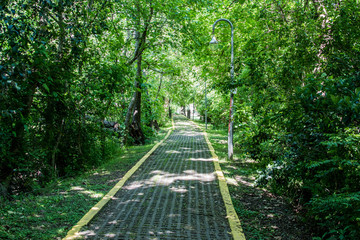Camino selvatico