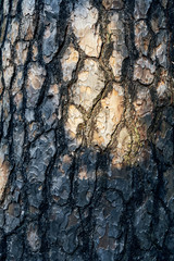 Old tree bark in a detailed view with sun shining on the wood, autumn evening