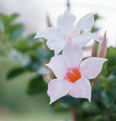 pink flower on green background