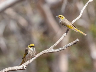 Yellow-plumed Honeyeater (Lichenostomus ornatus)