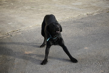 labrador noir