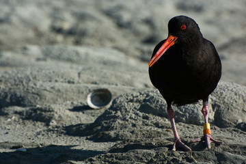 Oystercatcher. Kaikoura, South Island. New Zealand.