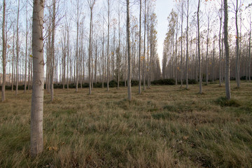 Fototapeta premium bosque en otoño