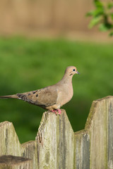 Mourning Dove on Fence