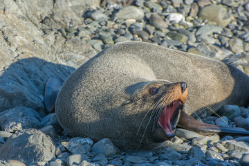 Angry looking fur seal, Wellington, New-Zealand