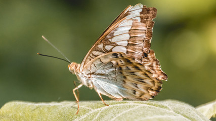 Fototapeta na wymiar Beautiful tropical butterfly macro