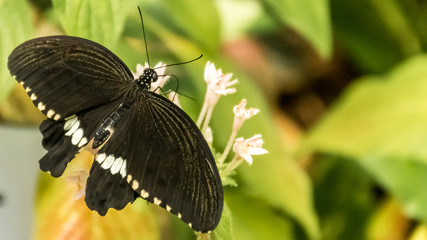 Beautiful tropical butterfly macro