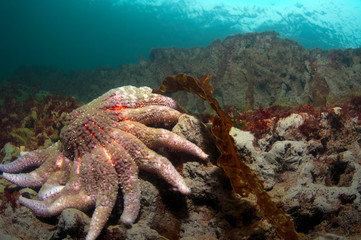 Sun Flower Sea Star