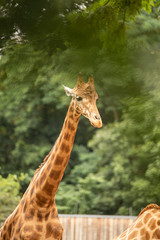 Giraffe