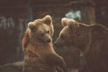 bears in the zoo © tajborg