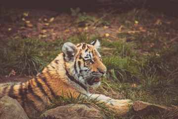 young tiger ussurian resting