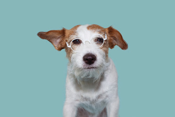 FUNNY INTELLECTUAL JACK RUSSELL DOG WEARING WHITE  EYE GLASSES. ISOLATED AGAINST BLUE COLORED BACKGROUND. STUDIO SHOT.
