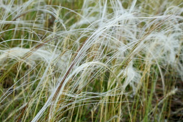 Fototapeta premium Natural background. Growing in the wind feather grass on summer day. Selective focus