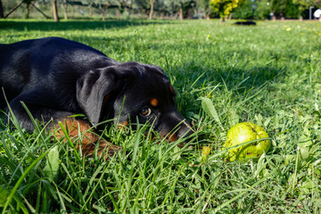Funny rottweiler playing outdoors. Small puppy joking with an apple in the garden in a sunny summer...