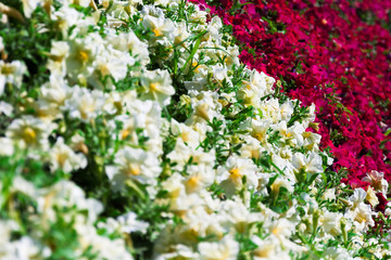 flowers in the garden