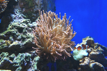 Naklejka na ściany i meble corals and sea anemones underwater, toned