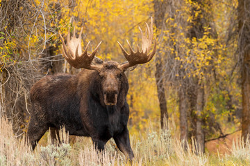 Siras Moose Bull in fall in Wyoming