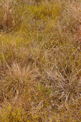 Winter Texas Buffalo Grass