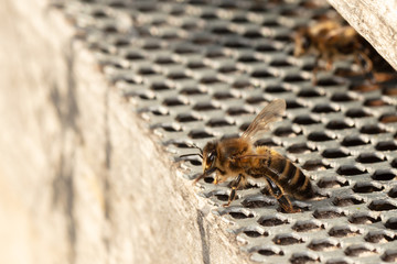honey bee about to take off